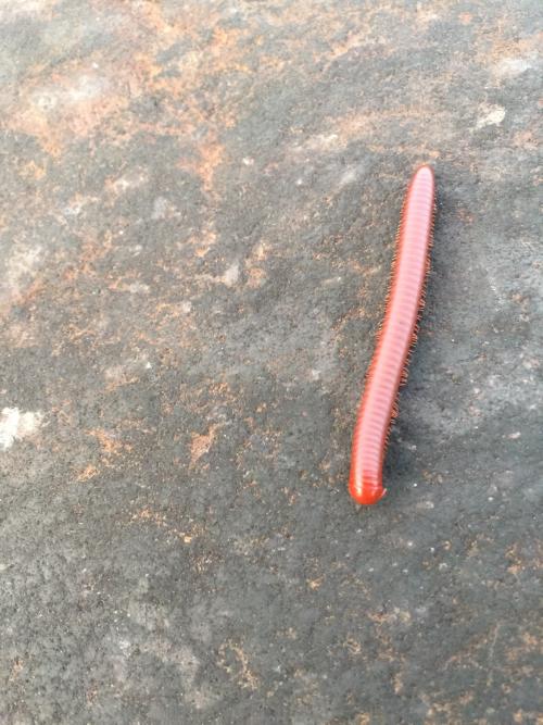 磚紅厚甲馬陸 磚紅厚甲馬陸