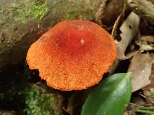 Cortinarius cinnabarinus(朱紅絲膜菌)