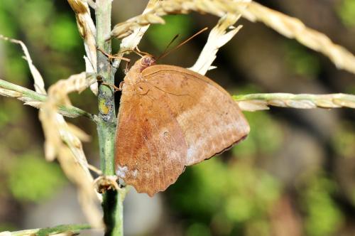 鳳眼方環蝶@ Discophora sondaica tulliana_台北貴子坑