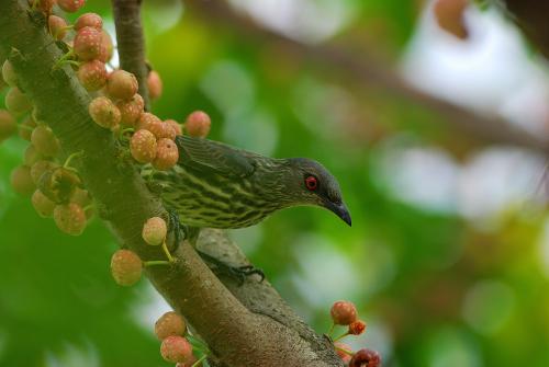 菲律賓輝椋鳥 DSC_2419