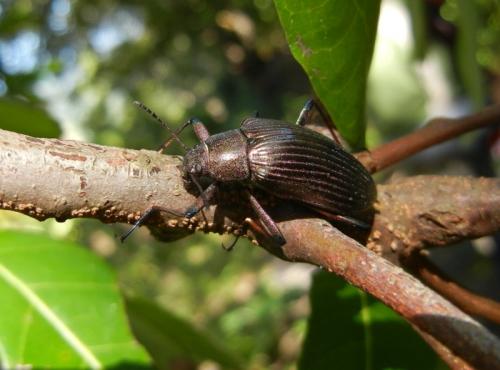 #146 大擬步行蟲 Campsiomorpha formosana(東埔)