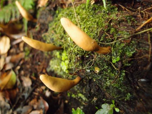 Xylaria tabacina(煙黄炭角菌)