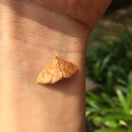 Hyalobathra illectalis Hyalobathra illectalis