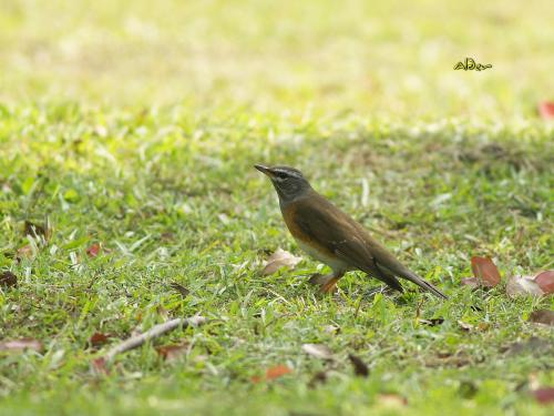 20090808_380406_Eyebrowed Thrush DSC_1170.jpg