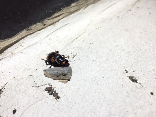 尼泊爾埋葬蟲 尼泊爾埋葬蟲
