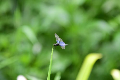 三角蜻蜓