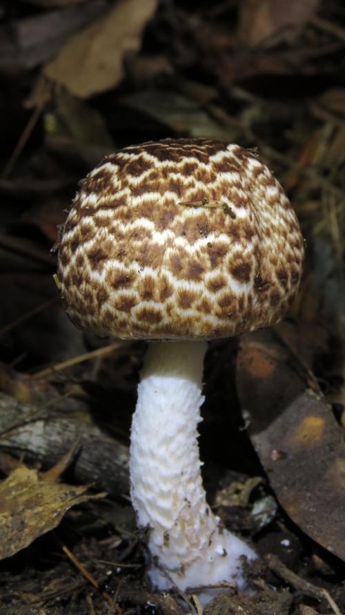 Agaricus augustus(大紫蘑菇)