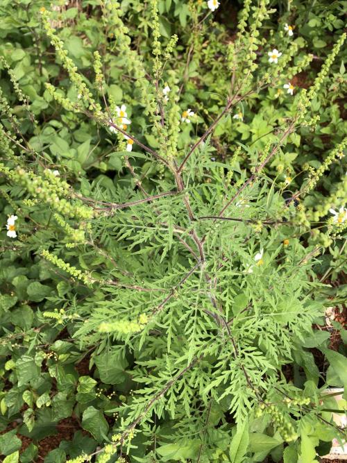 豬草 豬草