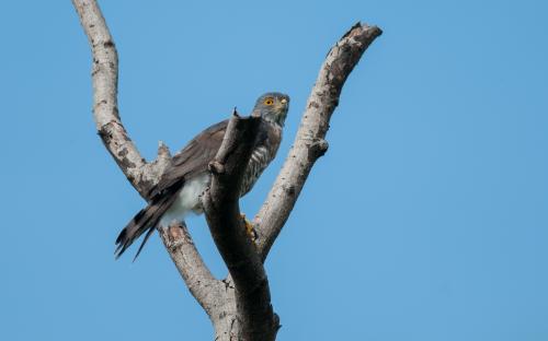 鳳頭蒼鷹