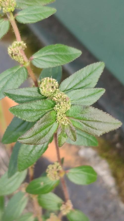 飛揚草 飛揚草