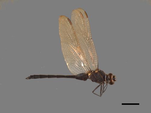 Orthetrum luzonicum[呂宋蜻蜓][00103513]