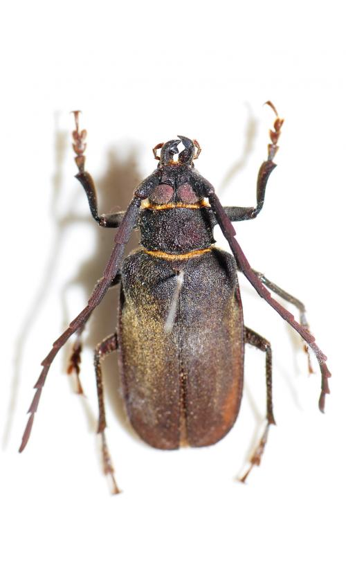 柑橘天牛 Priotyrranus closteroides 柑橘天牛 Priotyrranus closteroides