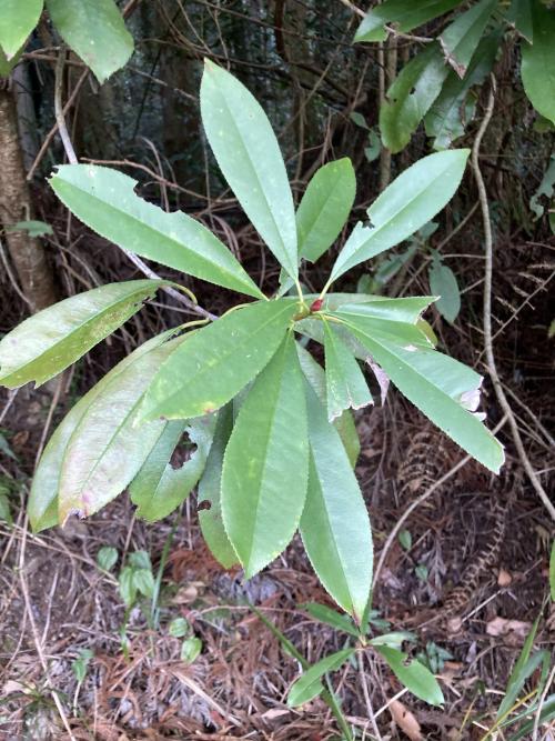 石楠 石楠