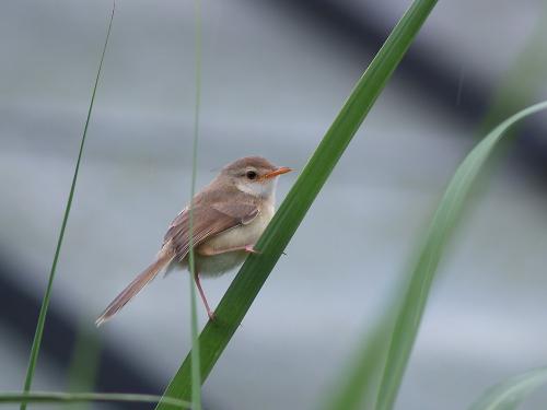 20090804_380316_Tawny-flanked_Prinia_P6101232.jpg