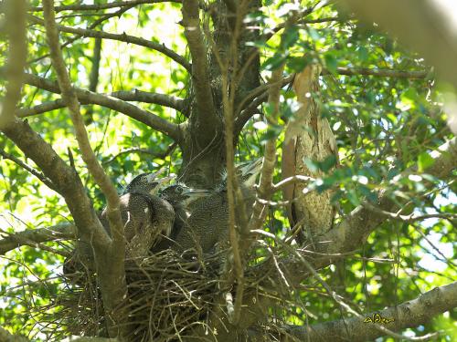 20090725_380133_Malayan_Night_Heron_5488.jpg