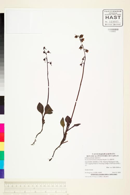 HAST 00119665