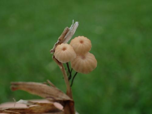 Marasmius graminum(草生小皮傘)