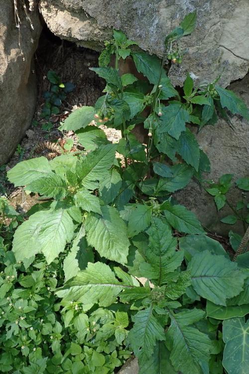 野茼蒿