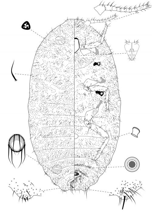 Trionymus latus Takahashi, 1929