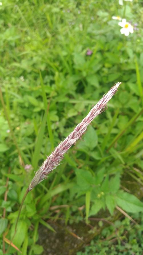 白茅 (茅針 茅根 茅草)