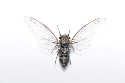 寒蟬_Meimura opalifera 寒蟬_Meimura opalifera