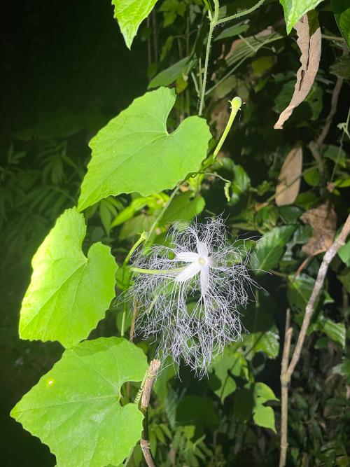 王瓜