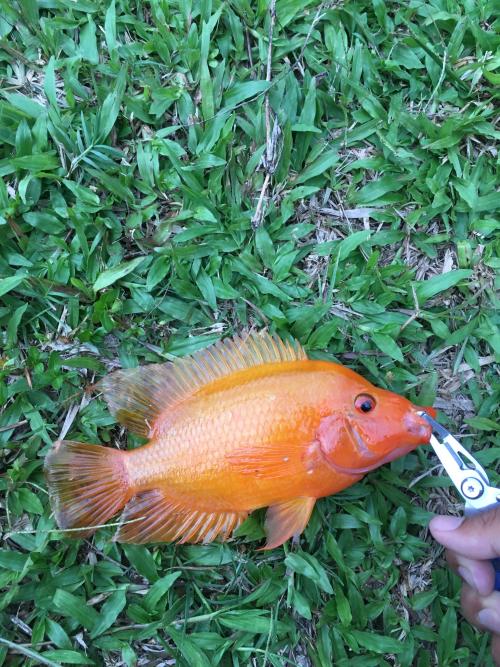 橘色雙冠麗魚