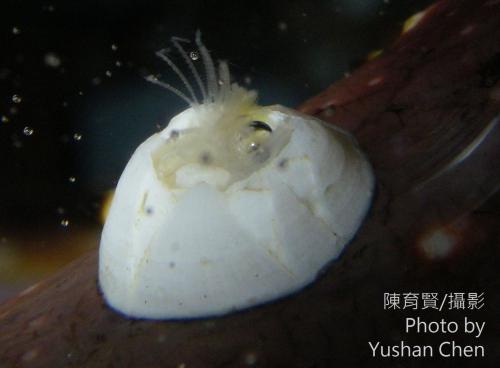 薄殼龜藤壺 薄殼龜藤壺