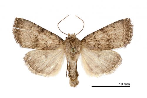 Hoplodrina obscura_male_Guanwu_27_IX-2010_SWu_01