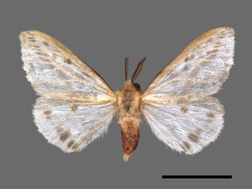 Lemyra rhodophilodes[姬白污燈蛾][00047270]
