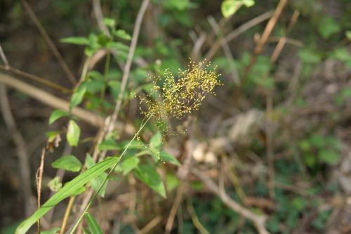 藤竹草 藤竹草