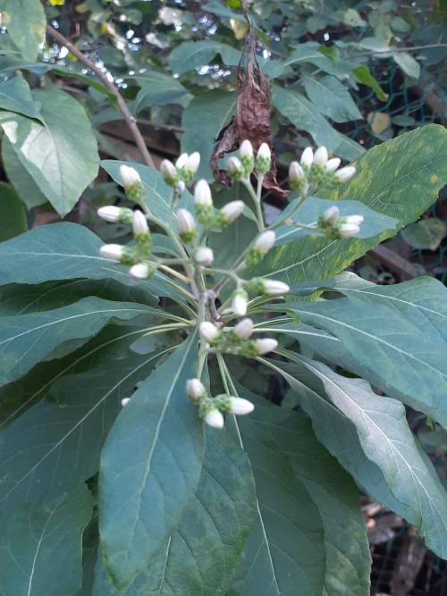南非葉 (扁桃斑鳩菊) 南非葉 (扁桃斑鳩菊)