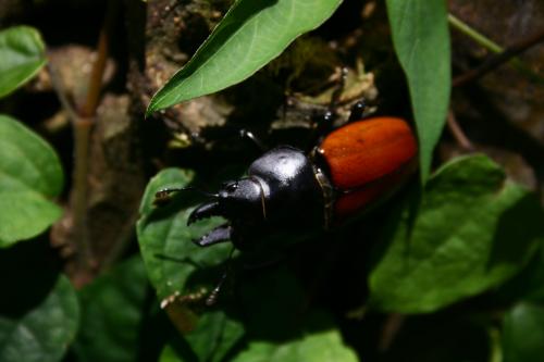 紅圓翅鍬形蟲 Neolucanus swinhoei-20060927@文化後山柑橘-照片 024