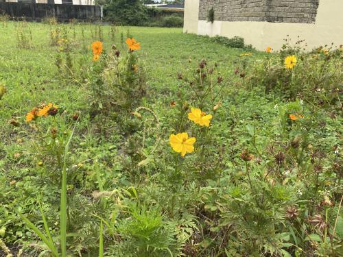 黃波斯菊 、硫華菊、黄秋英 黃波斯菊 、硫華菊、黄秋英