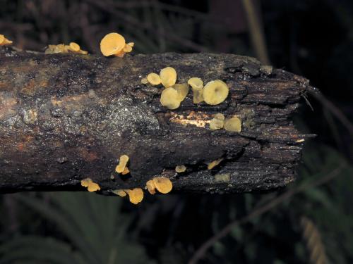 Guepiniopsis buccina(膠盤耳) Guepiniopsis buccina(膠盤耳)