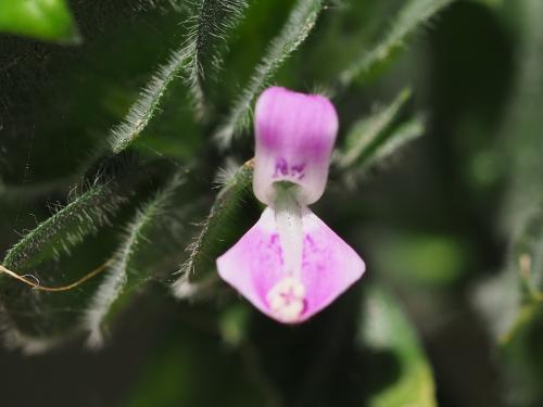 狗肝菜