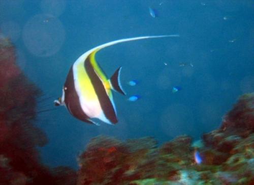 Zanclus cornutus@fishdb-media-4473 Zanclus cornutus@fishdb-media-4473