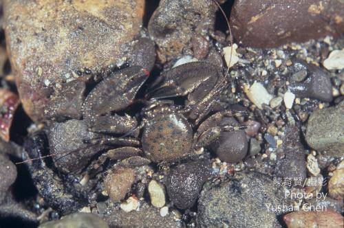茅形岩瓷蟹