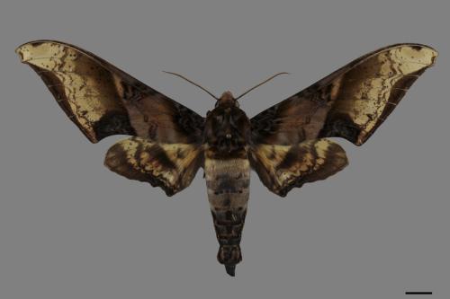 Amblypterus mansoni takamukui[芒果天蛾][00119756]