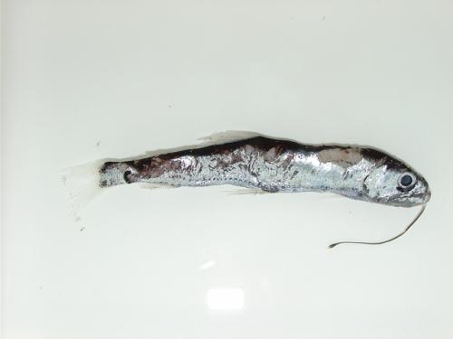 ASIZP0063394
