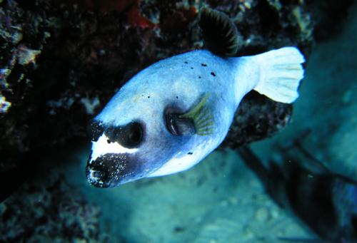 Arothron nigropunctatus@fishdb-media-590