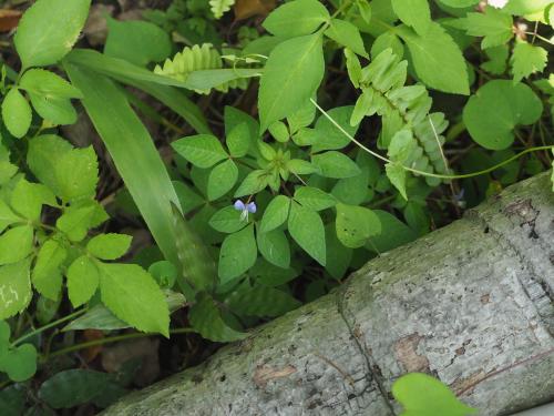 皺子白花菜