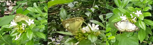 遷粉蝶 遷粉蝶