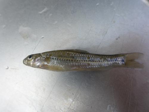 羅漢魚
