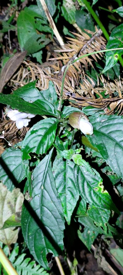 角桐草 角桐草