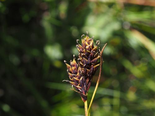 莎草科_南湖扁果薹_Nanhu20170726_OLYM0807