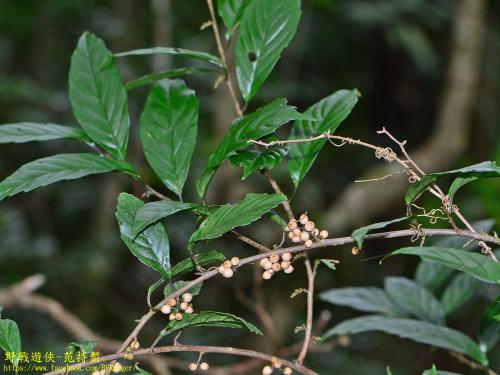 山桂花 山桂花