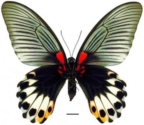 Papilio memnon heronus Fruhstorfer, 1902 (f. achates) (f. achates) 大鳳蝶(無尾型) Papilio memnon heronus Fruhstorfer, 1902 (f. achates) (f. achates) 大鳳蝶(無尾型)