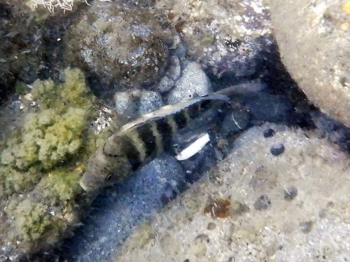 梭地豆娘魚 梭地豆娘魚