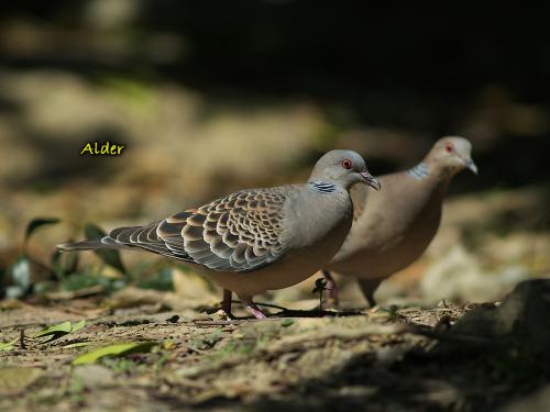 20090725_380267_Turtle_Dove_7699.jpg 20090725_380267_Turtle_Dove_7699.jpg